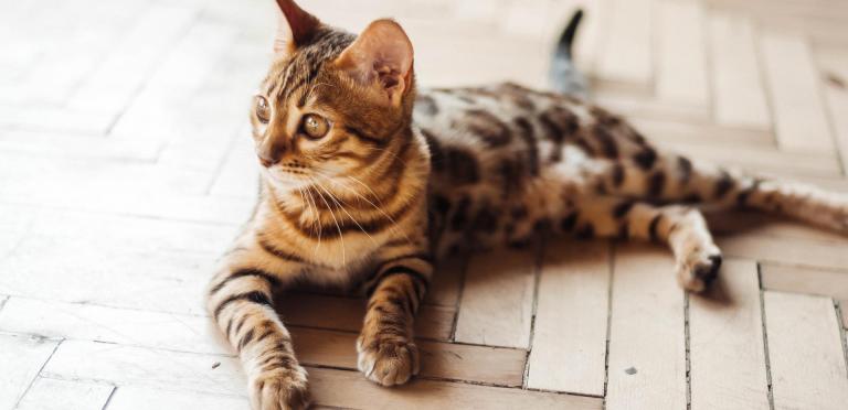 A Guide to Proper Cat Nutrition