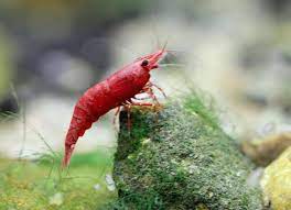Mastering the Art of Aquarium Shrimp Care: 10 Essential Steps for Proper Storage