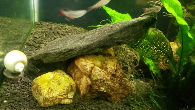 Caring for Blue Mystery Snails: The Unsung Heroes of Your Aquarium